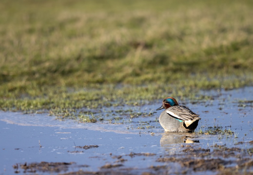 Wintertaling in de groenzoom