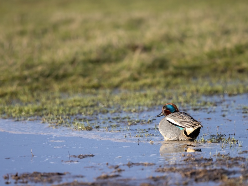 Wintertaling in de groenzoom