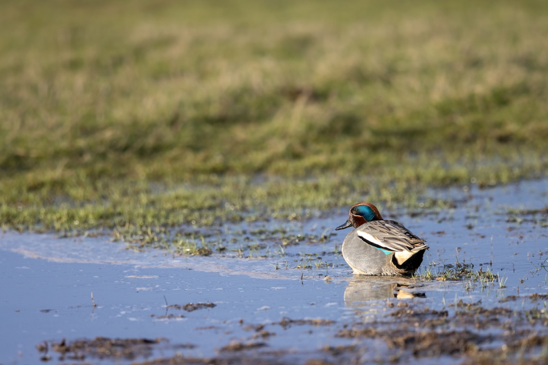 Wintertaling in de groenzoom.jpg