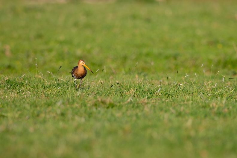 Grutto in het gras.jpg