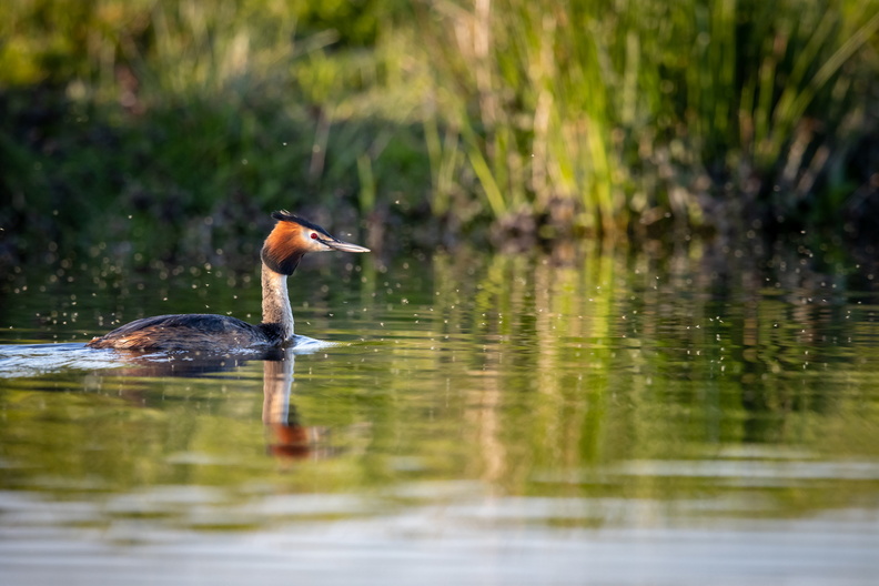 Fuut in het water.jpg