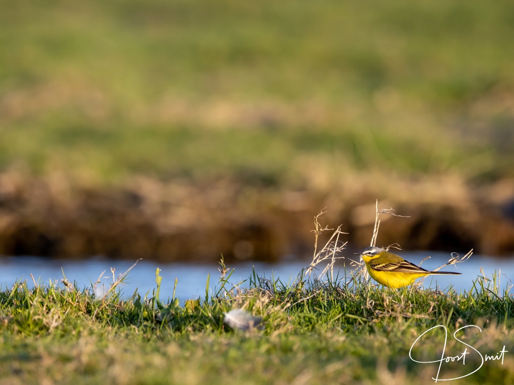 Gele kwikstaart aan de waterkant