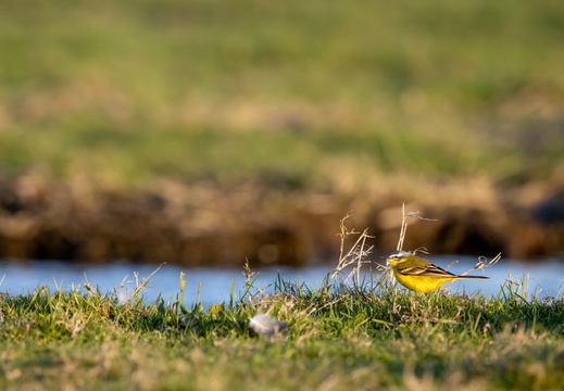 Gele kwikstaart aan de waterkant