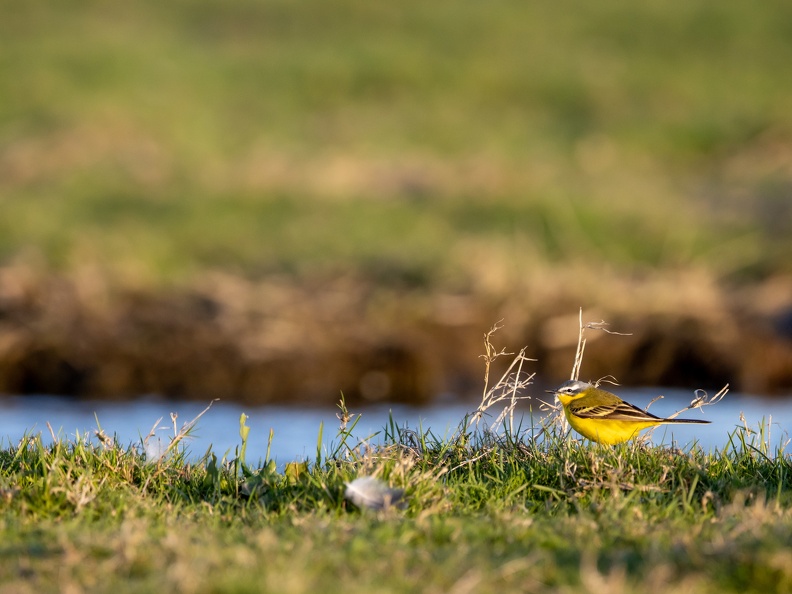 Gele kwikstaart aan de waterkant