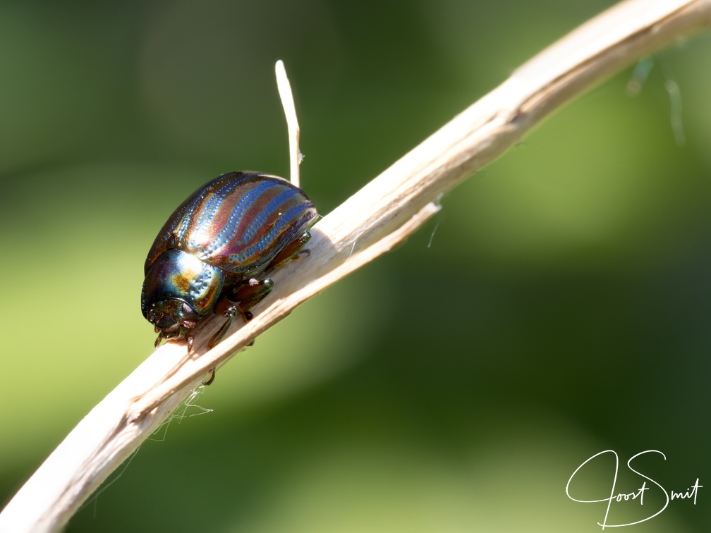 Rosemary beetle2