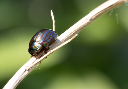 Rosemary beetle2