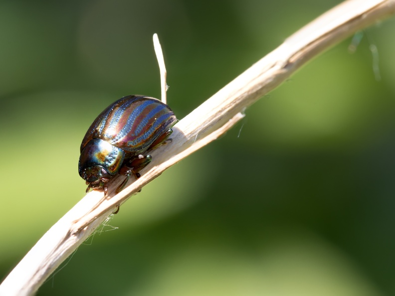 Rosemary beetle2