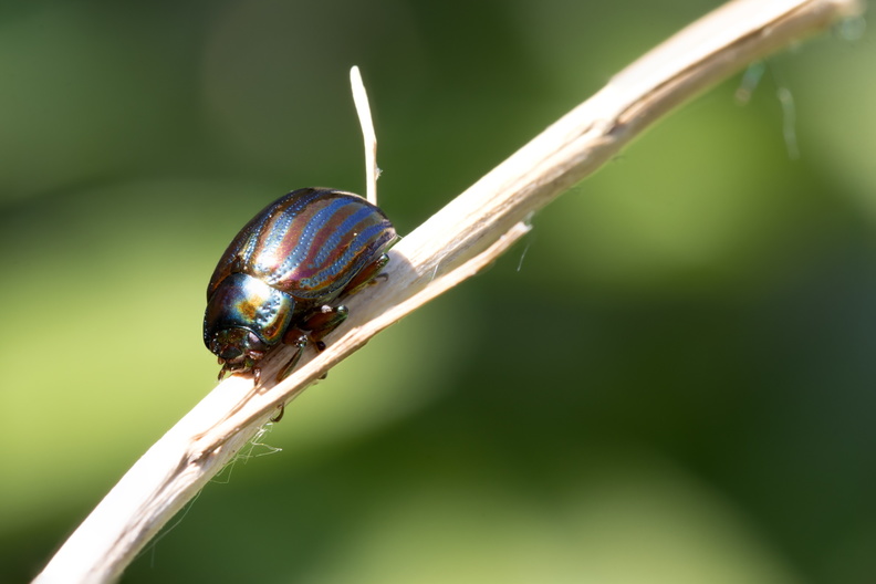 Rosemary beetle2.jpg