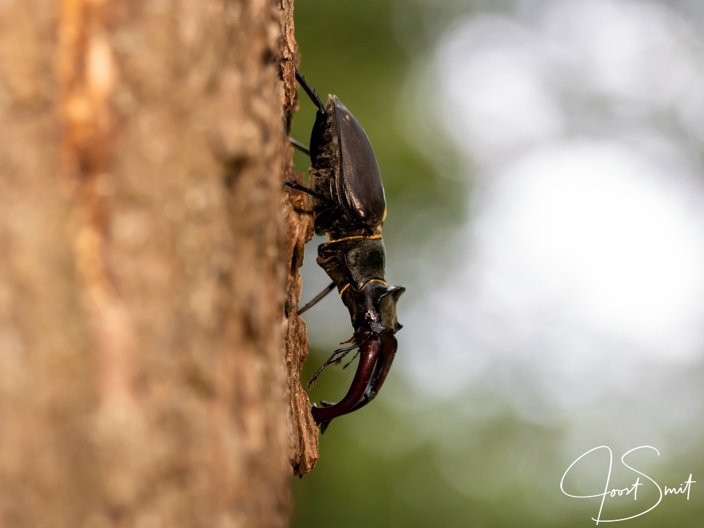 Vliegend hert klimt naar beneden
