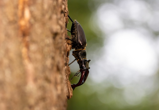 Vliegend hert klimt naar beneden