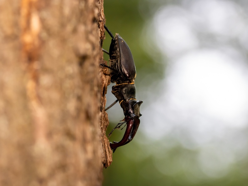 Vliegend hert klimt naar beneden