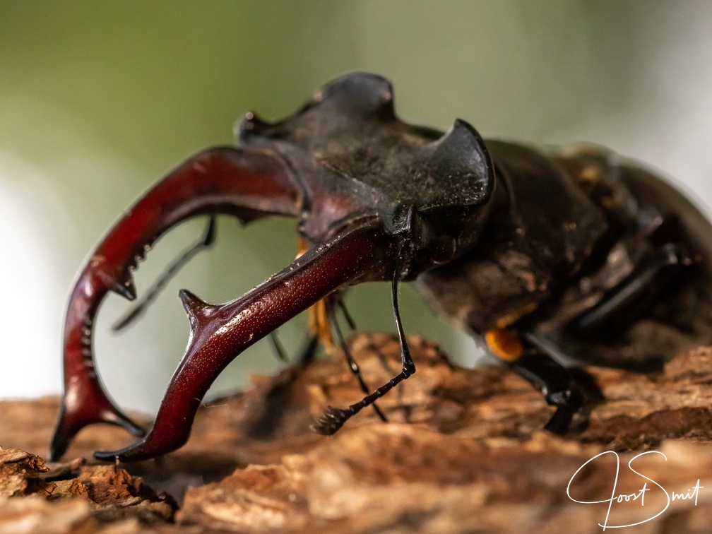 Kaken van het vliegend hert in close-up