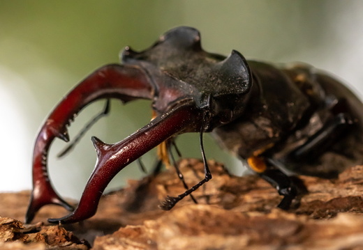 Kaken van het vliegend hert in close-up