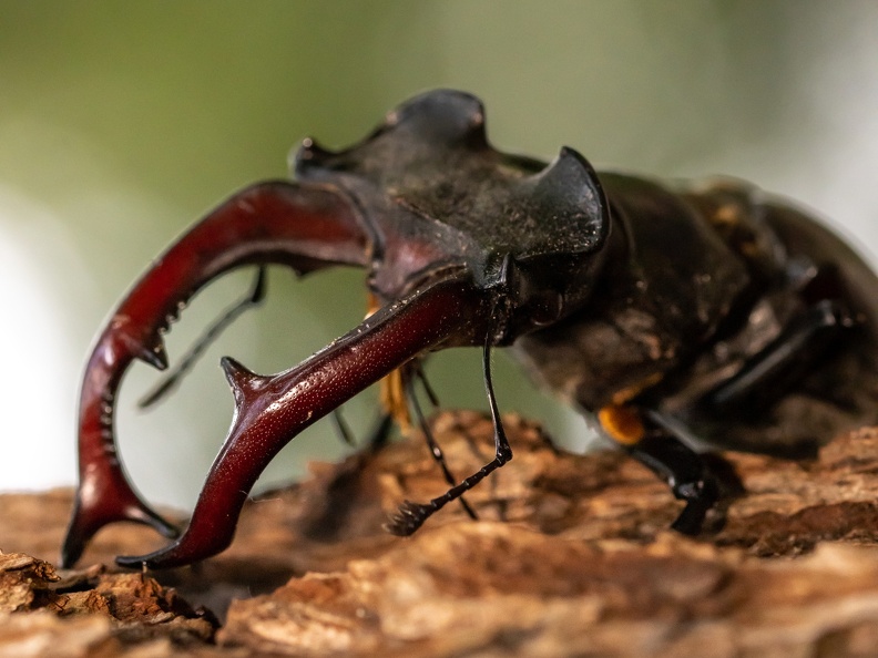 Kaken van het vliegend hert in close-up