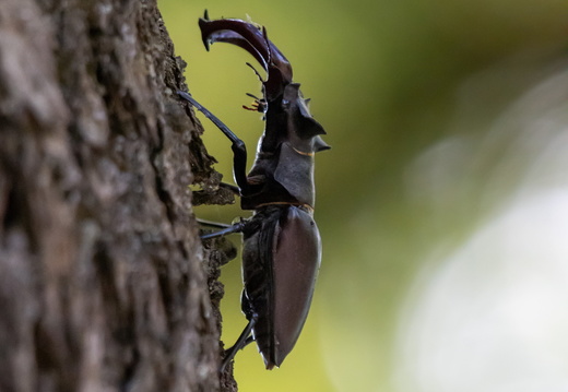 Vliegend hert klimt in de boom