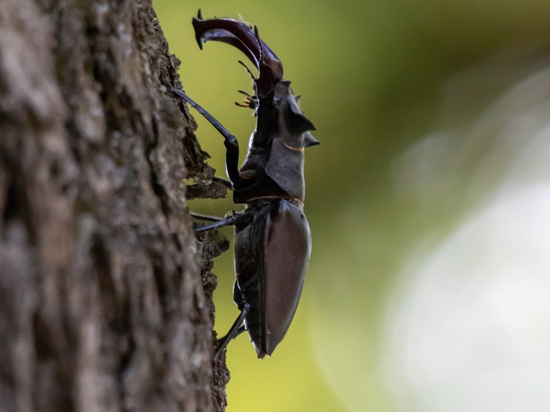 Vliegend hert klimt in de boom