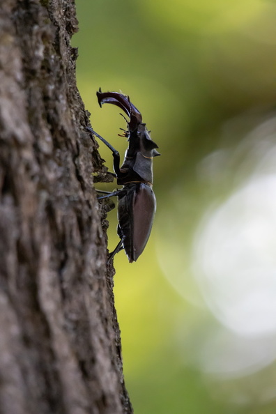 Vliegend hert klimt in de boom.jpg