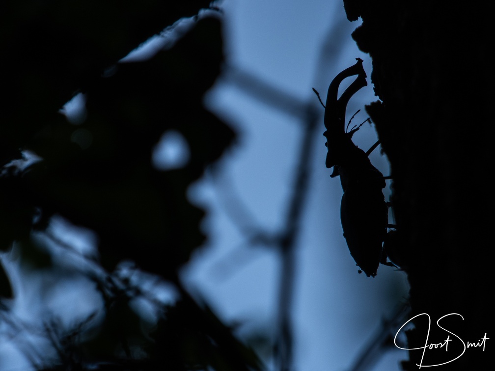 Silhouet van een vliegend hert