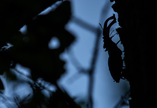 Silhouet van een vliegend hert