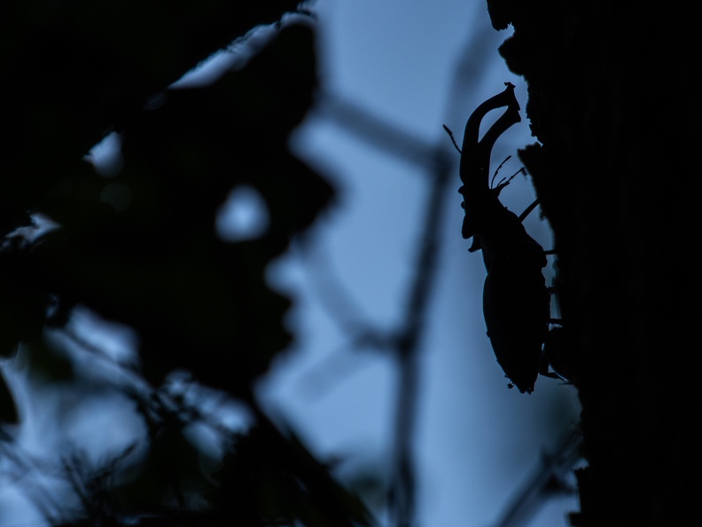 Silhouet van een vliegend hert