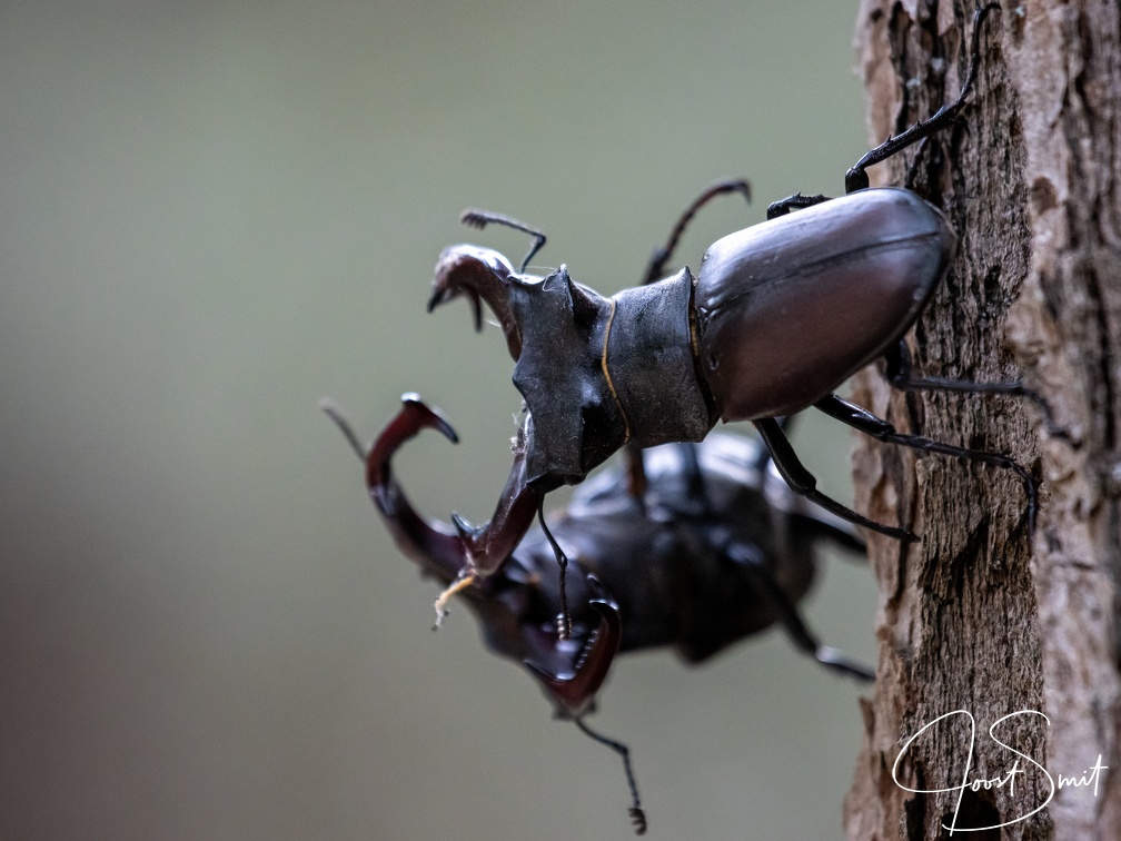 Vliegende herten in gevecht