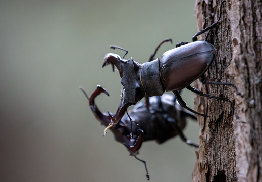 Vliegende herten in gevecht
