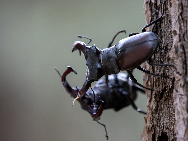 Vliegende herten in gevecht