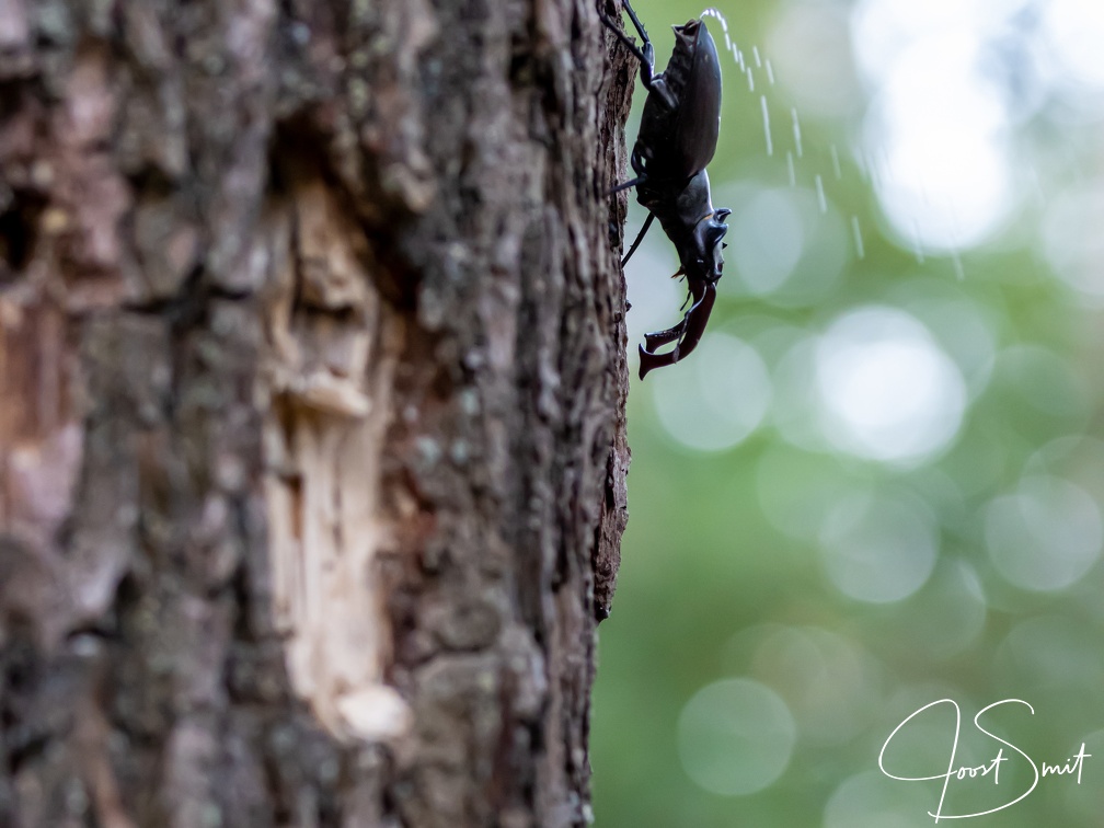 Vliegend hert in actie