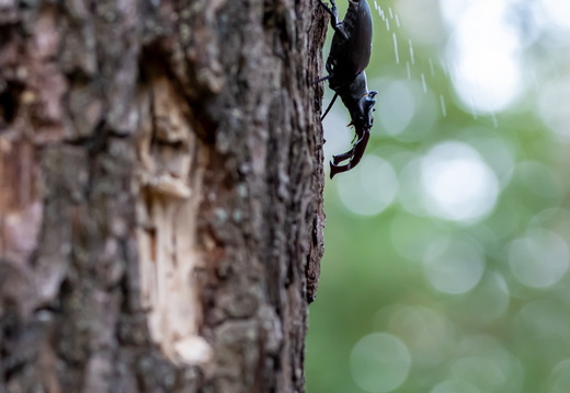 Vliegend hert in actie