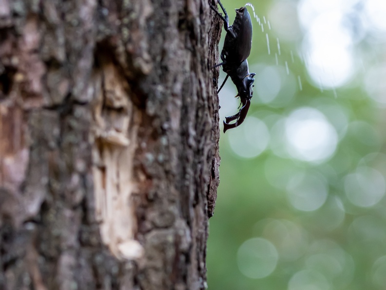 Vliegend hert in actie