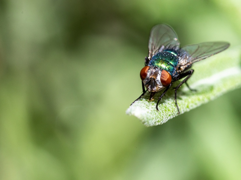 Vlieg op een lavendelblad
