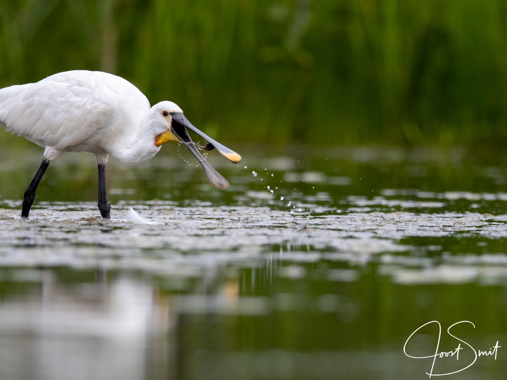 Lepelaar vangt een vis