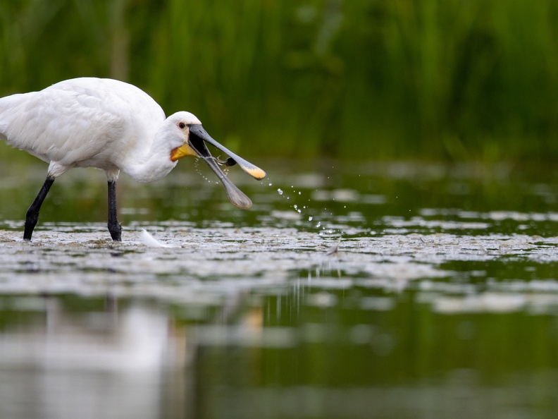 Lepelaar vangt een vis