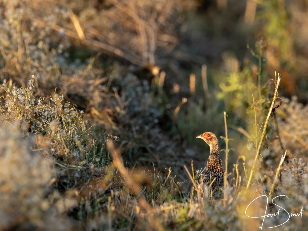 Fazant met rode wangen in het versgemaaide gras