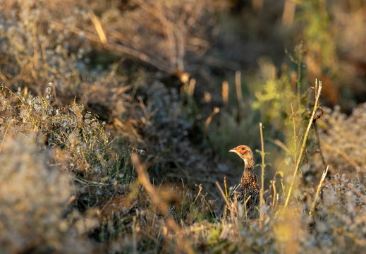 Fazant met rode wangen in het versgemaaide gras