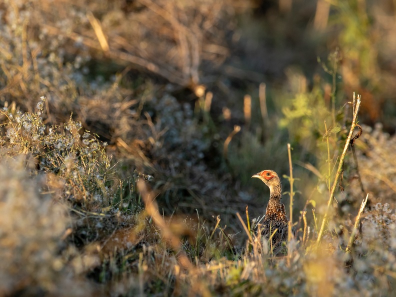 Fazant met rode wangen in het versgemaaide gras