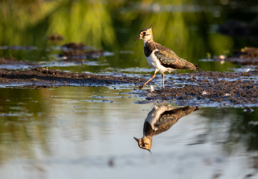 Kiewit in spiegelbeeld