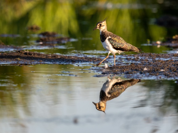 Lapwing with mirror