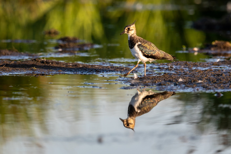 Kiewit in spiegelbeeld.jpg