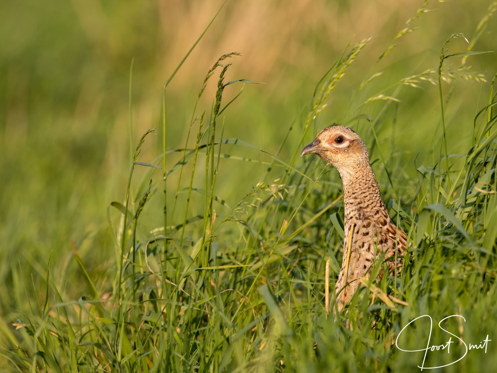 Fazant in het groene gras
