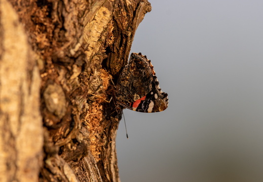 Atalanta gecamoufleerd op een boomstronk