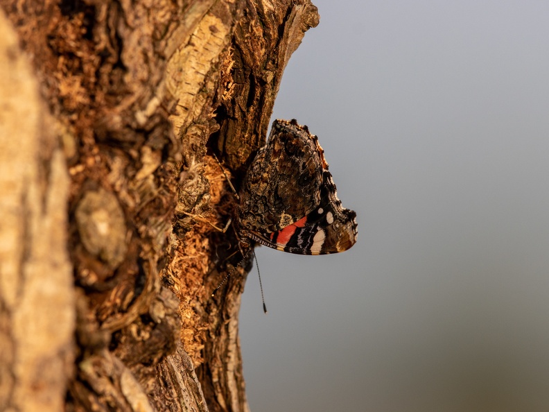 Atalanta gecamoufleerd op een boomstronk