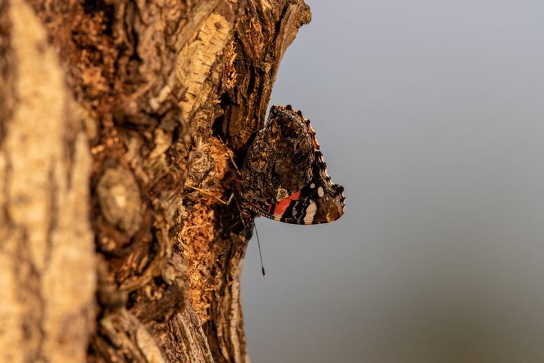 Atalanta gecamoufleerd op een boomstronk.jpg