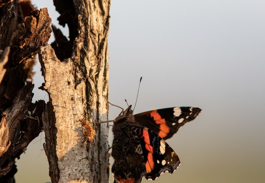 Atalanta klimt tegen een boom