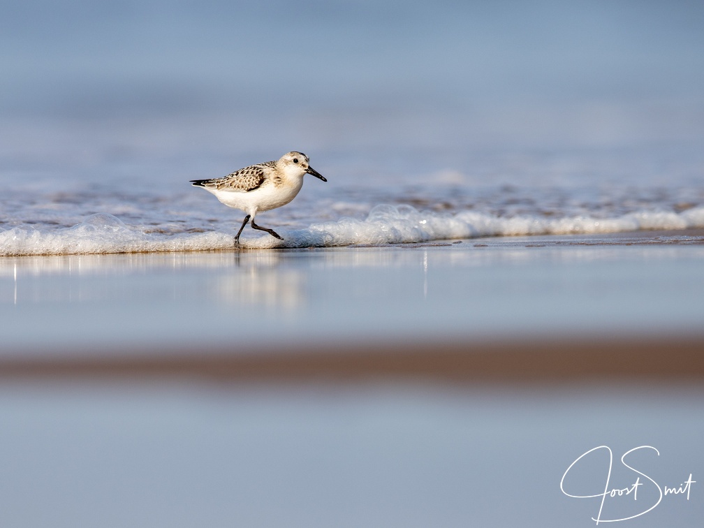 Drieteenstrandloper op het strand
