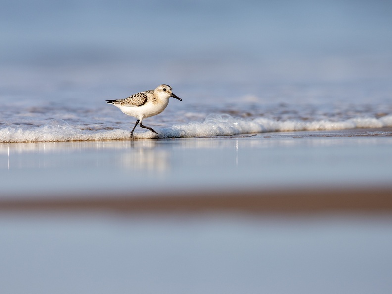 Drieteenstrandloper op het strand