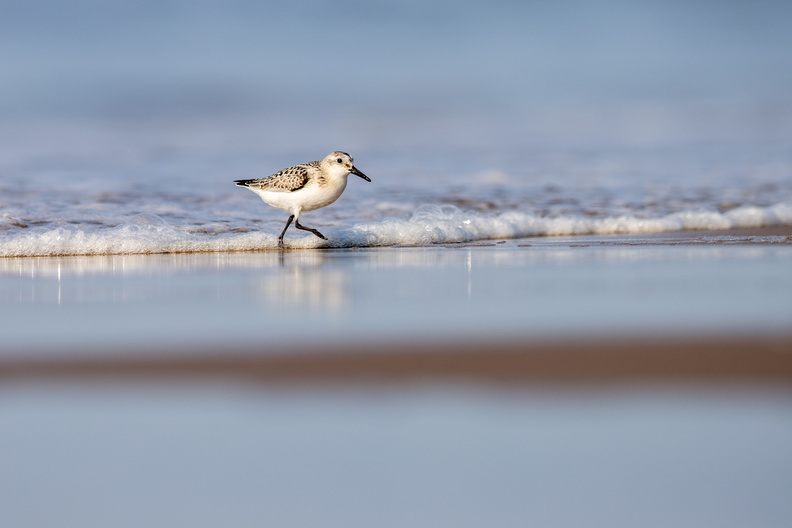 Drieteenstrandloper op het strand.jpg