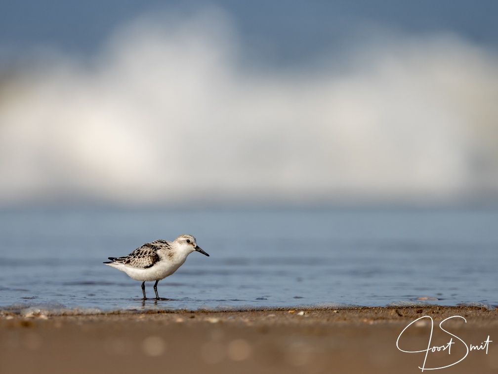 Drieteenstrandloper voor een grote golf