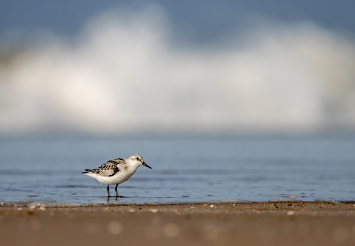 Drieteenstrandloper voor een grote golf