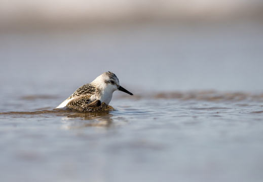Drieteenstrandloper komt uit het water